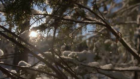 Sonnenstrahlen-Durch-Verschneite-Winterzweige-In-Einem-Wald-In-Finnland