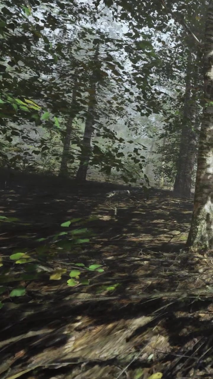 Camminare su un sentiero nel bosco con alberi e fogliame durante le ore diurne