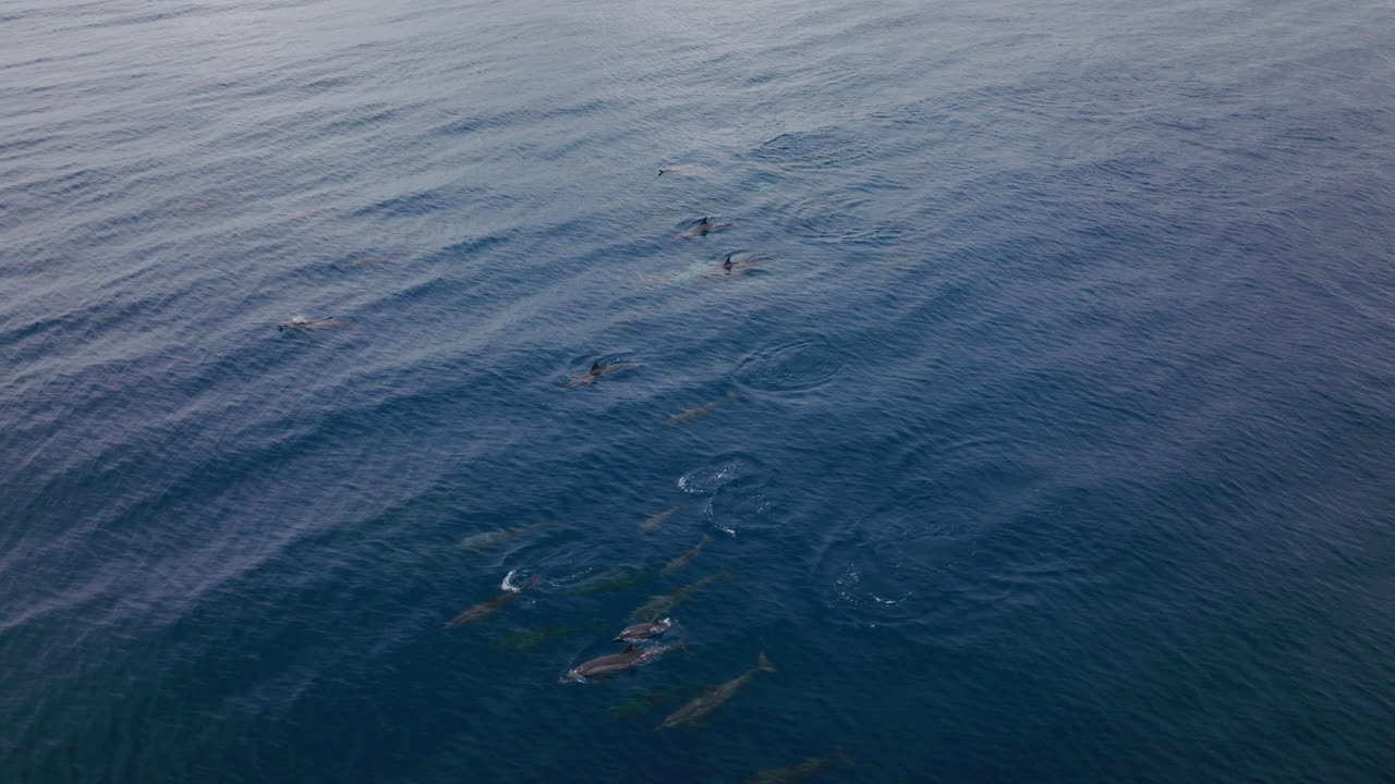 Calm open sea near Maldives with soft lighting, orbit as dolphin fins appear above surface with small gentle ripples