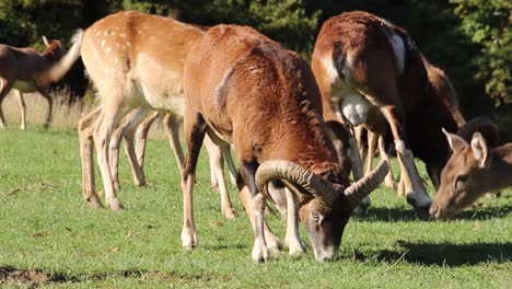 muflón con cuernos grandes comiendo hierba en el prado junto con la familia de ciervos