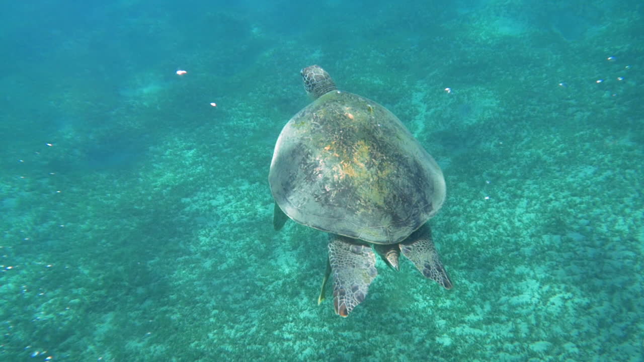 은 파란 물 에서 헤엄치는 큰 바다 거북이
