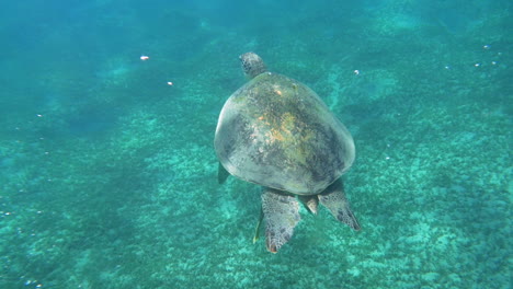 una gran tortuga marina nadando en aguas azules claras