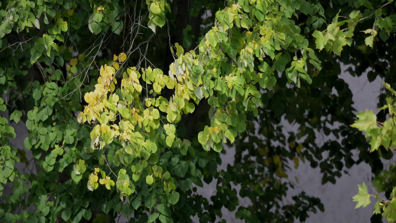 Green and yellow leaves on tree branches