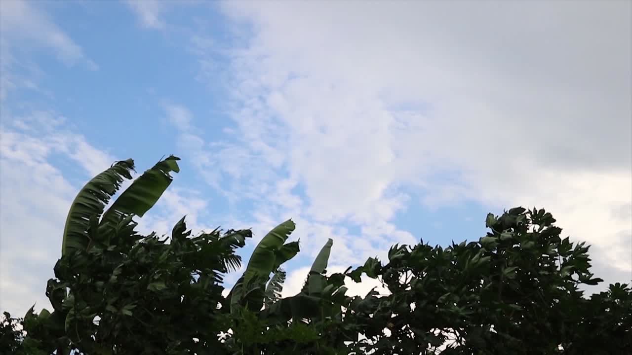 흐리고 푸른 하늘을 배경으로 바람에 흔들리는 바나나 나무 잎과 초목