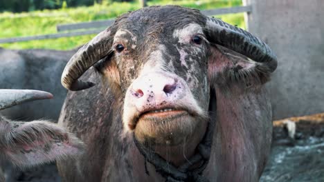 water buffalo with open mouth