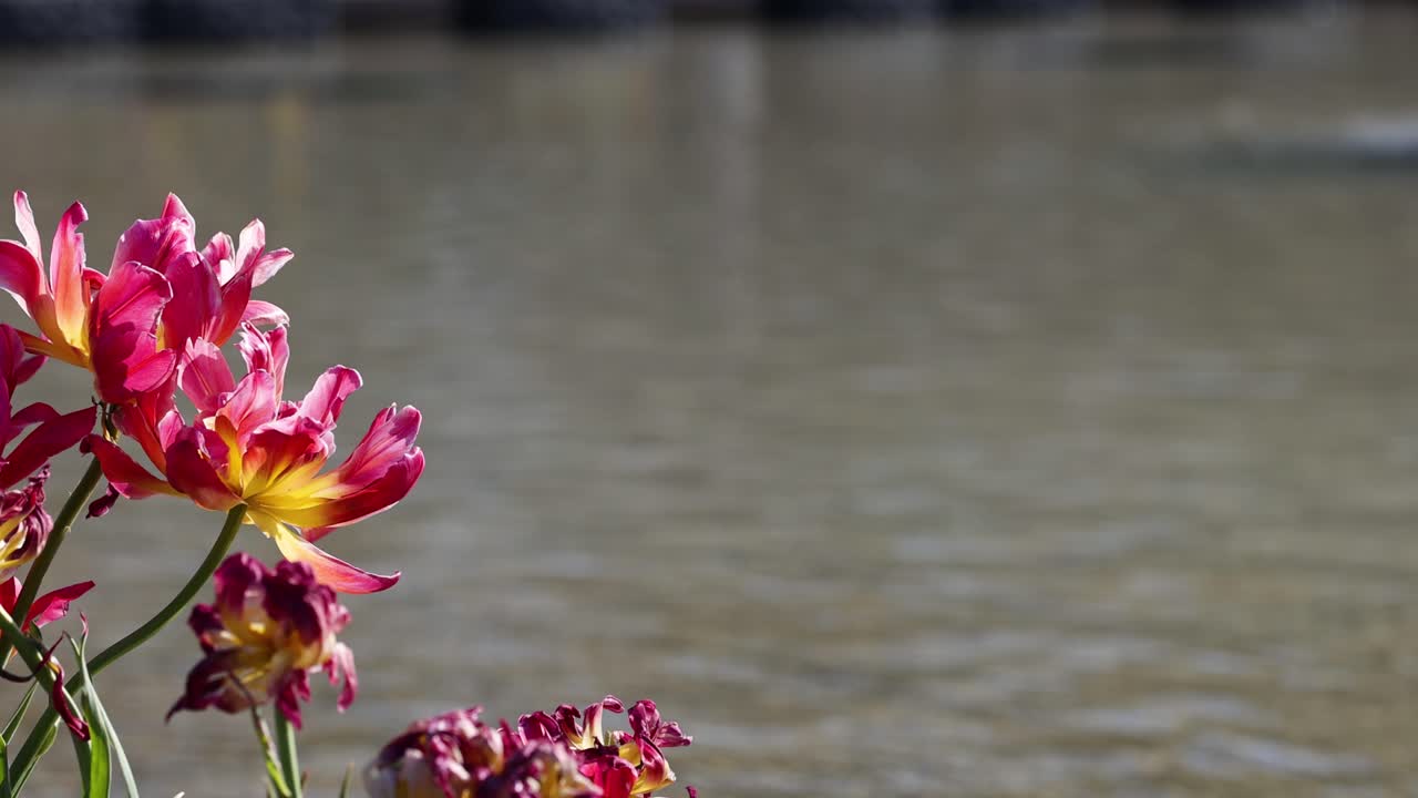 las flores rosas y amarillas se balancean suavemente