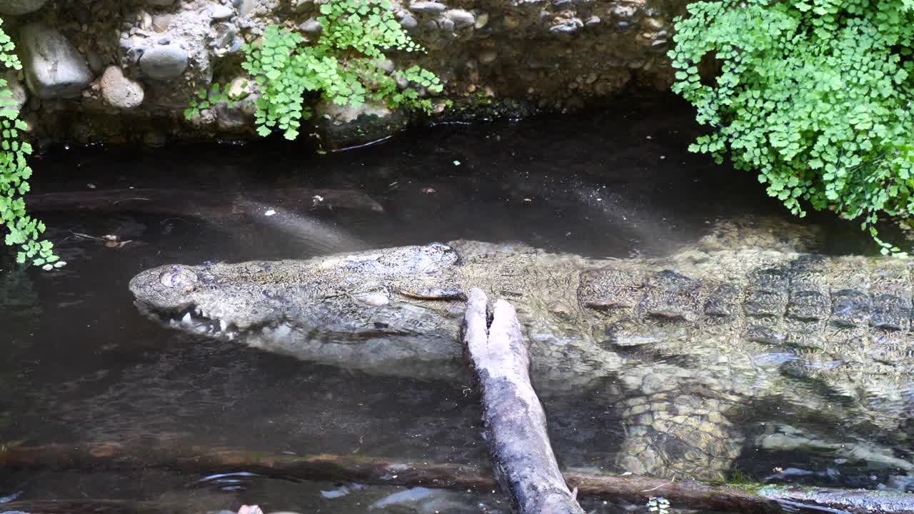 primer plano de cocodrilo salvaje moviéndose hacia atrás en un estanque de agua clara al aire libre durante el día soleado