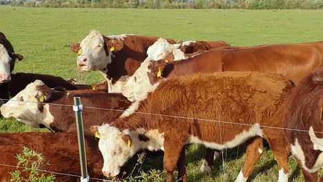 dairy cows grazing on the grass on a sunny day in germany