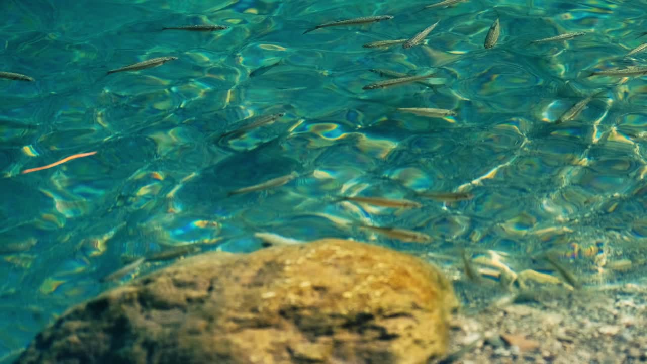 강 물고기와 함께 아름 다운 산 강 보기