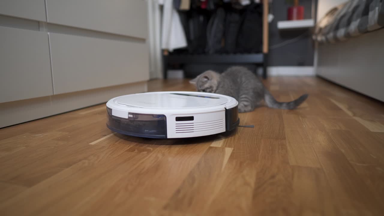 Cleaning theme, smart technology and pets. Automatic robot vacuum cleaner cleans the room, while gray Scotch kitten is played at home. Cat on robotic vacuum cleaner in house. Home automatic cleaning