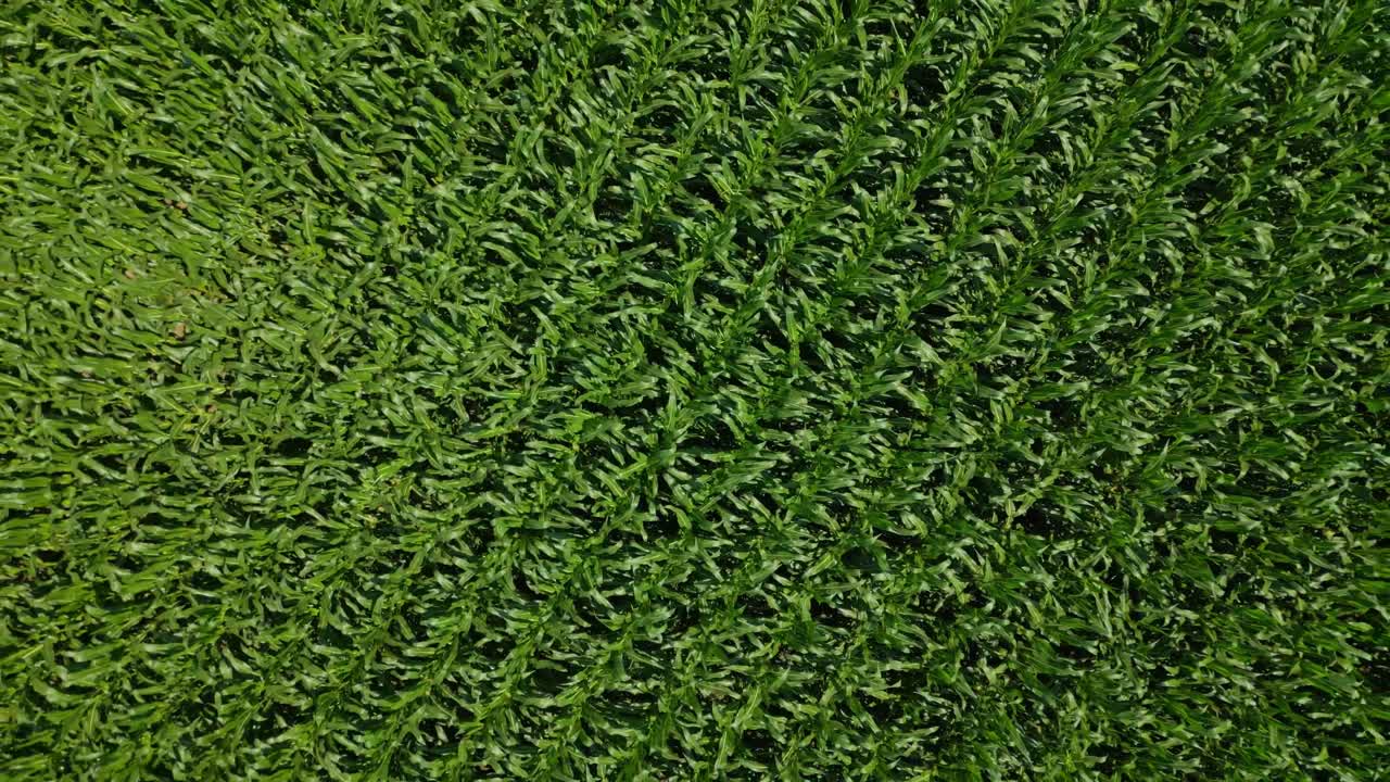 Aerial View of Green Crop Field Rows