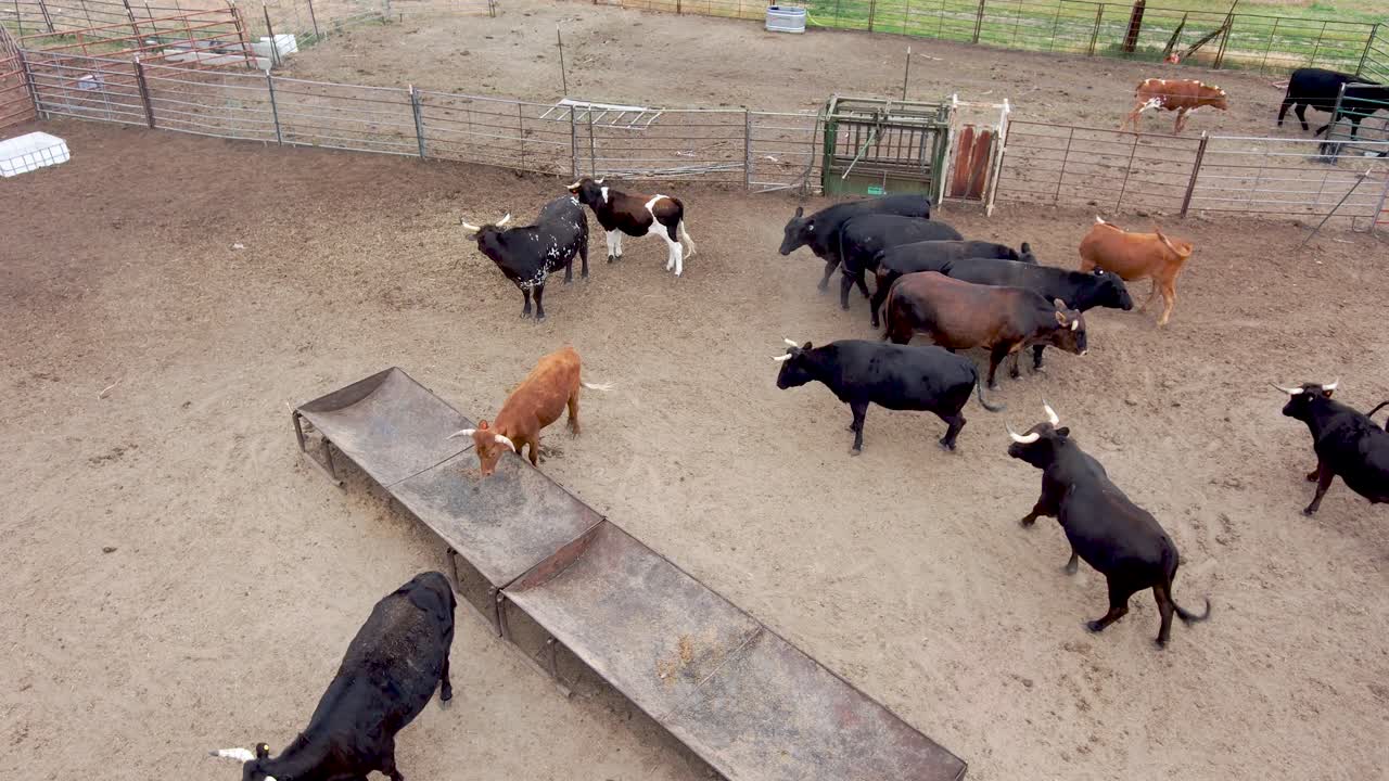 장난기 많은 황소와 거세가 이 큰 펜에서 어울립니다.
