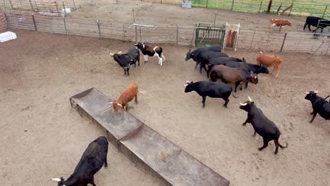 Juguetones-Toros-Y-Novillos-Se-Mezclan-En-Este-Gran-Corral