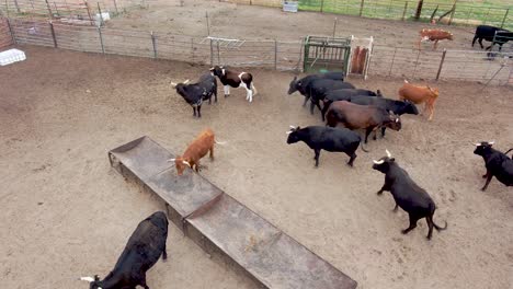 juguetones toros y novillos se mezclan en este gran corral
