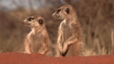 two suricate meerkats stand upright next to each other scanning for danger