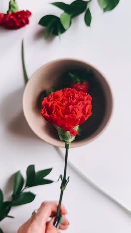 red carnation and strawberries on a white background