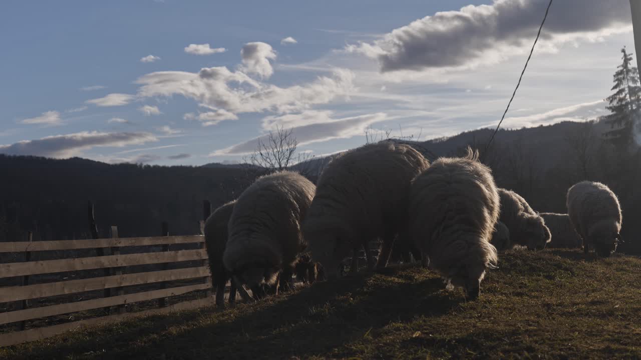 valais blacknose 양 로밍 및 석양 배경에 산과 펜 내부 잔디에 방목