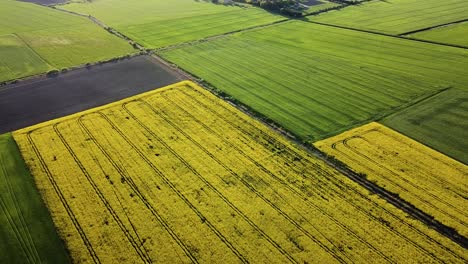 Vuelo-Aéreo-Sobre-El-Floreciente-Campo-De-Colza,-Volando-Sobre-Flores-Amarillas-De-Canola,-Idílico-Paisaje-De-Granjeros,-Hermoso-Fondo-Natural,-Disparo-De-Drones-De-Ojo-De-Pájaro-Moviéndose-Hacia-Atrás