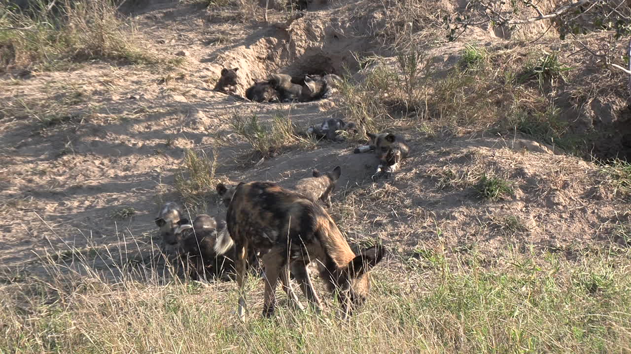 성인 아프리카 야생 개 는 새끼 들 이  ⁇ 이 있는 굴 에서 상호 작용 하는 전면 에 있다
