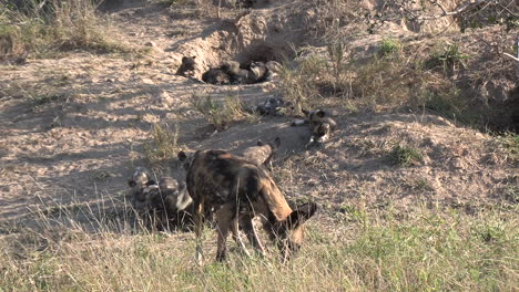 adult african wild dog in foreground of pups interacting at sunny den