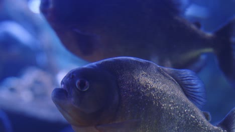 red bellied piranhas swimming in an aquarium, freshwater fish and ferocious predator