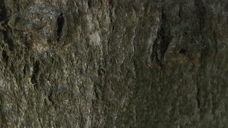 close-up shot of a tree bark