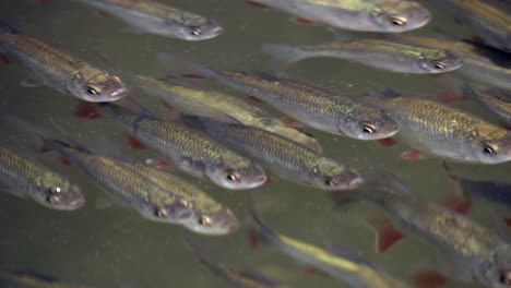 peces recién nacidos nadando juntos en una dirección, de cerca