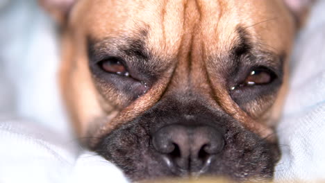 Cara-De-Bulldog-Francés-Soñoliento-Súper-Primer-Plano-Está-Guiñando-Un-Ojo-Con-Ojos-Llorosos