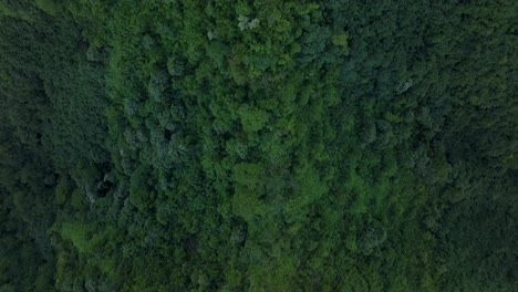 towering mountains peaks jungle valley high altitude teahupoo tahiti birdseye view aerial drone french polynesia south pacific island volcanos coast morning sunrise wsl surfing olympic venue forward