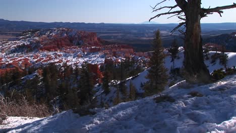 Mediumshot-De-Pinos-Y-Nieve-En-El-Parque-Nacional-Bryce-Canyon