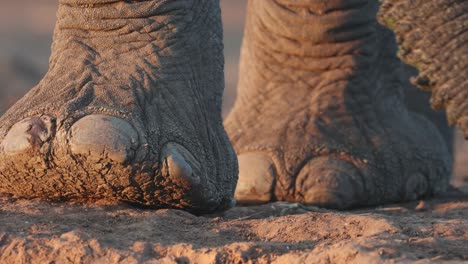 closeup of an african elephant's trunk and feet in golden light, mashatu game reserve