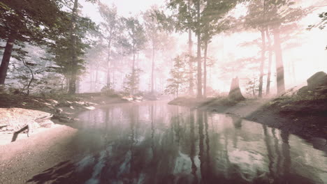 pond in a forest with fog