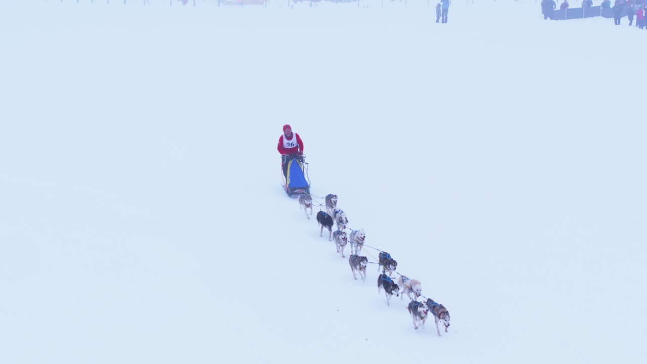 Aerial shot captures a lone musher outerwear guiding a long team of energetic huskies pulling a sled across a vast, snow-covered winter landscape during a race