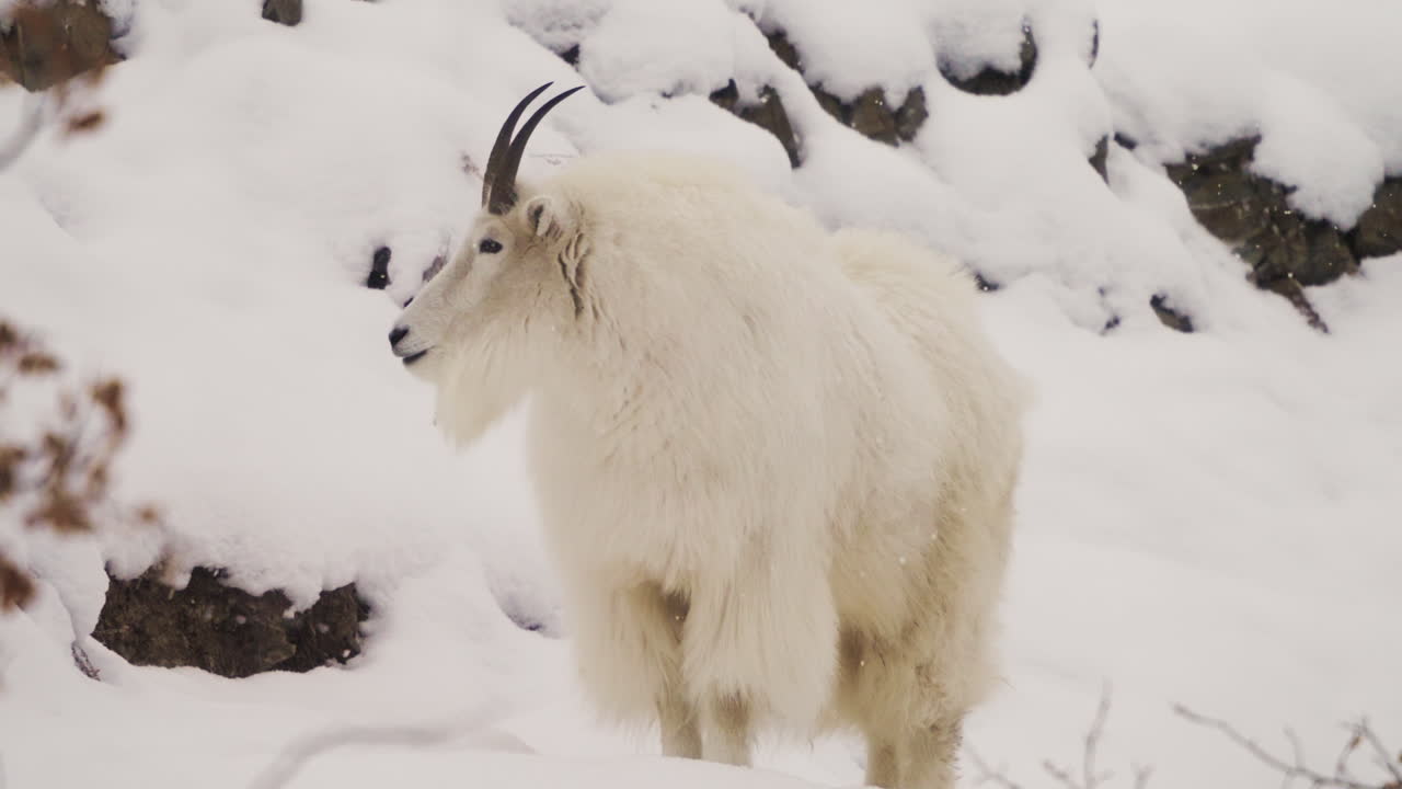 близкий взгляд на горную козу, стоящую на снежном ландшафте юкона, канада