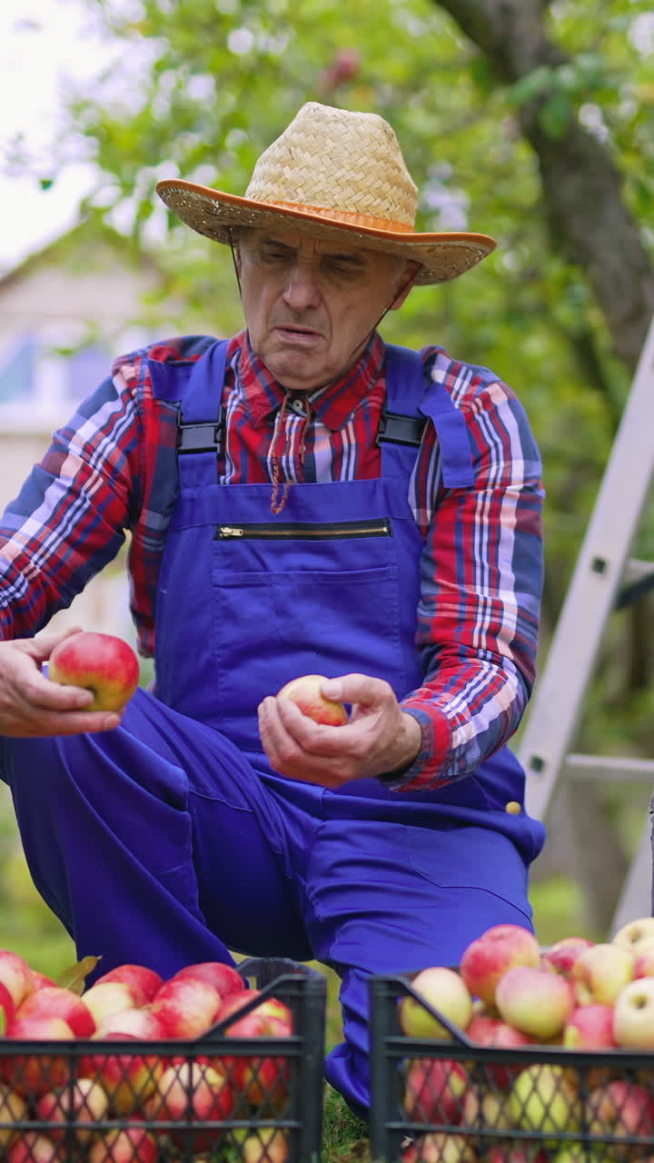Gardener holding busket full of apples. Farmer working with fresh fruits. Vertical video