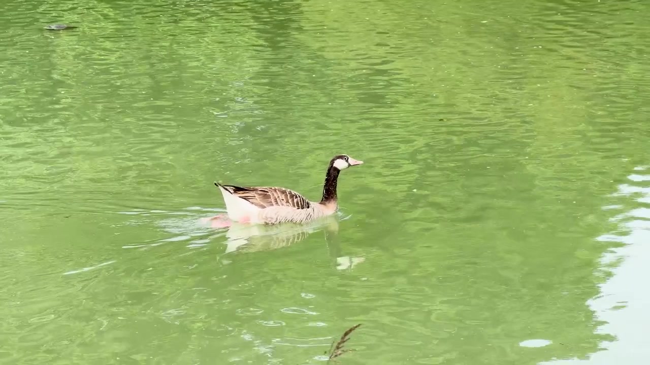 Un'oca solitaria nuota pacificamente sulla superficie verde di uno stagno a Marsiglia, Francia.