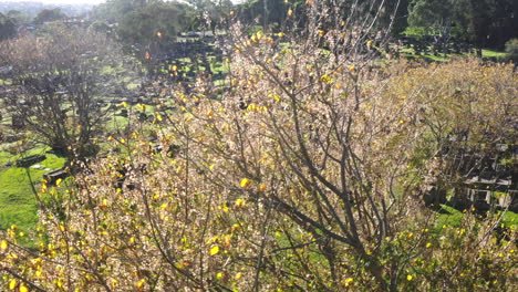 Drohnenaufnahme,-Die-An-Einem-Baum-Auf-Einem-Friedhof-In-Australien-Vorbeigleitet