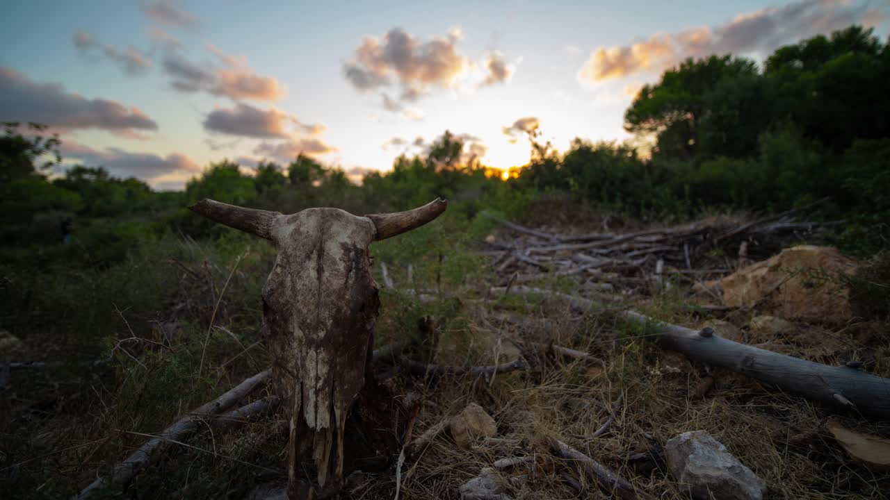 timelapse de un cráneo de vaca con nubes