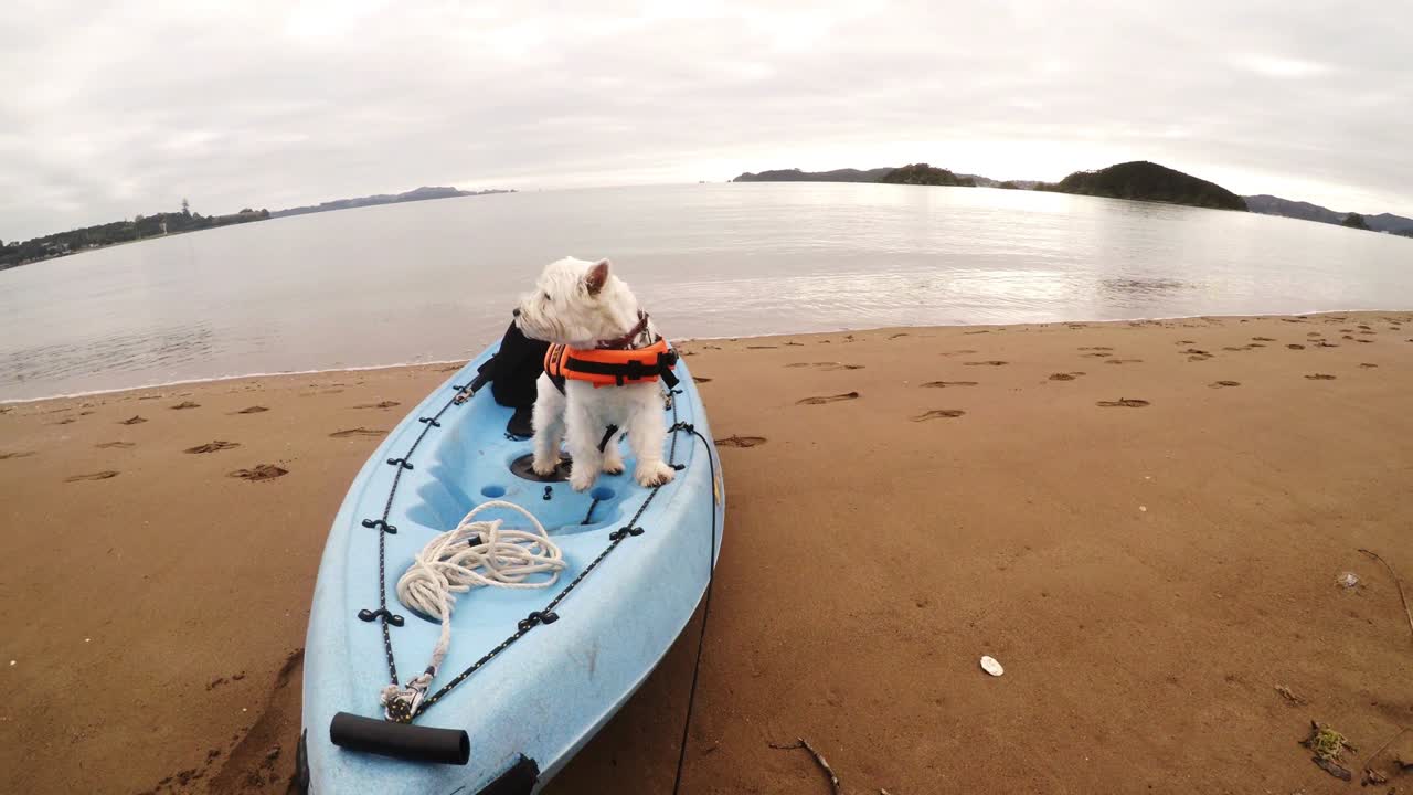 westland white terrier westie perro de pie en un kayak en paihia, bahía de las islas, nueva zelanda, nueva zelanda