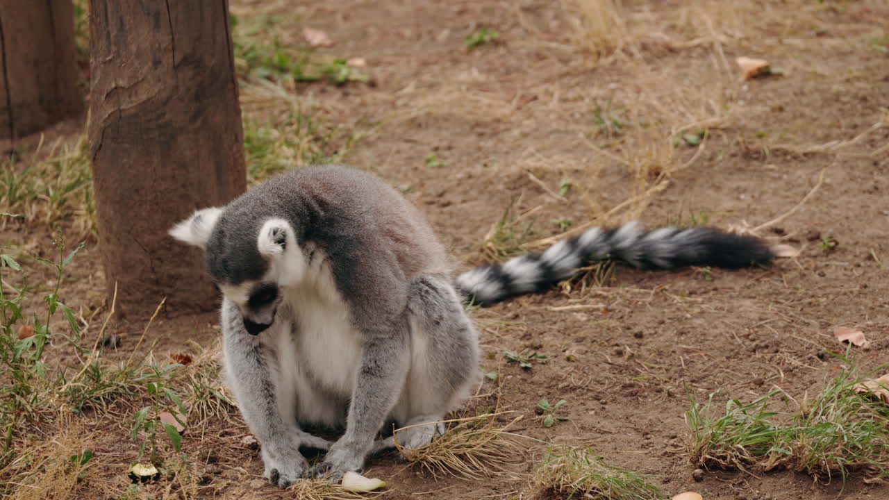 A ring-tailed lemur sitting on the ground