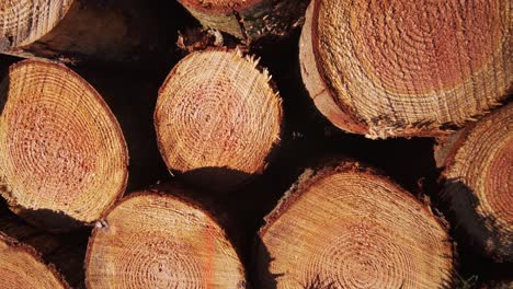 stack of wood logs in forest