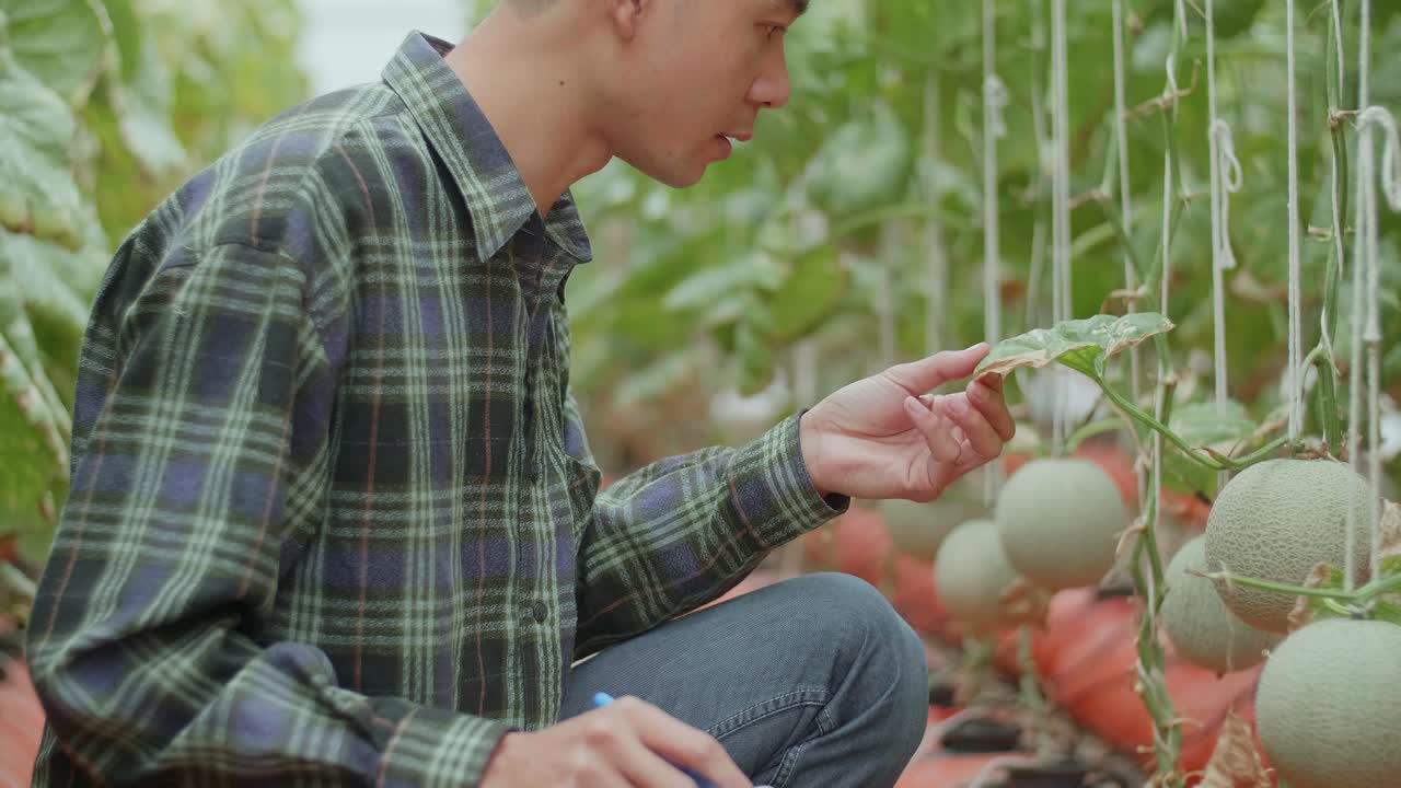 Farmer inspecting cantaloupe plants in a greenhouse