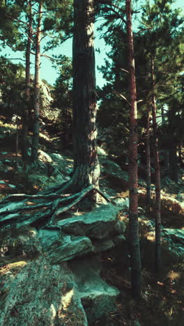 tall pine tree in a forest with exposed roots