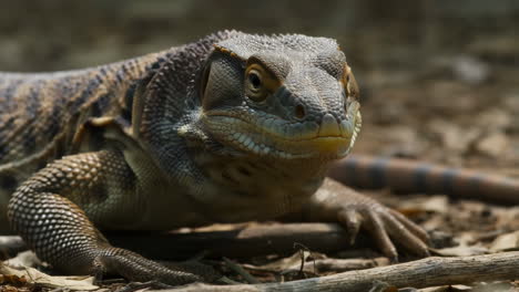 lizard close-up
