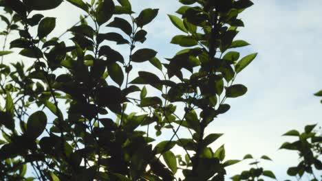 Follaje-Verde-Del-árbol-De-Primavera-Y-Luz-Del-Sol-De-La-Mañana---Cerrar