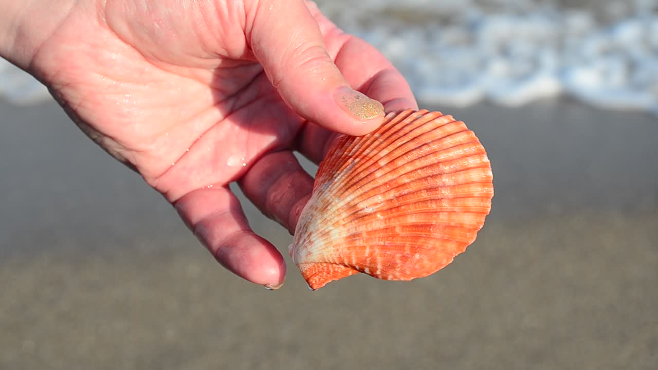 Sea cockleshell in a hand. Beach. Shooting on the beach