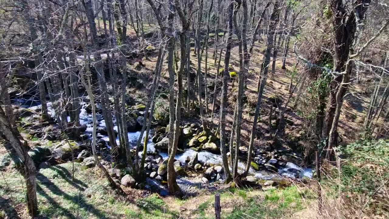 La luce del sole che filtra attraverso alberi spogli illumina un ruscello limpido che scorre su rocce in una foresta.