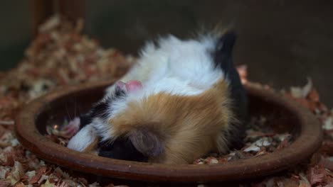 Close-up-shot-of-a-cute-and-adorable-guinea-pig-in-captivity-lies-flat-in-its-food-dish,-content-and-full-after-a-hearty-feast