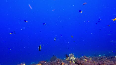 toma estática de la escuela de peces pancartas nadando en mar abierto