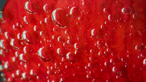 red apple slice with bubbles